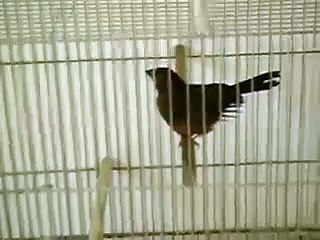 Femea de azulão pronta para ser galado -chrys-