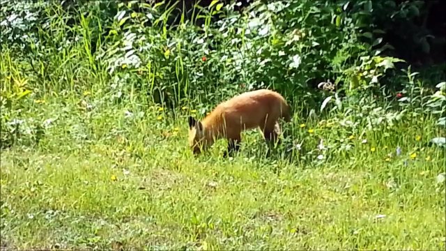 Un petit renard dans le Parc de la Jacques-Cartier...