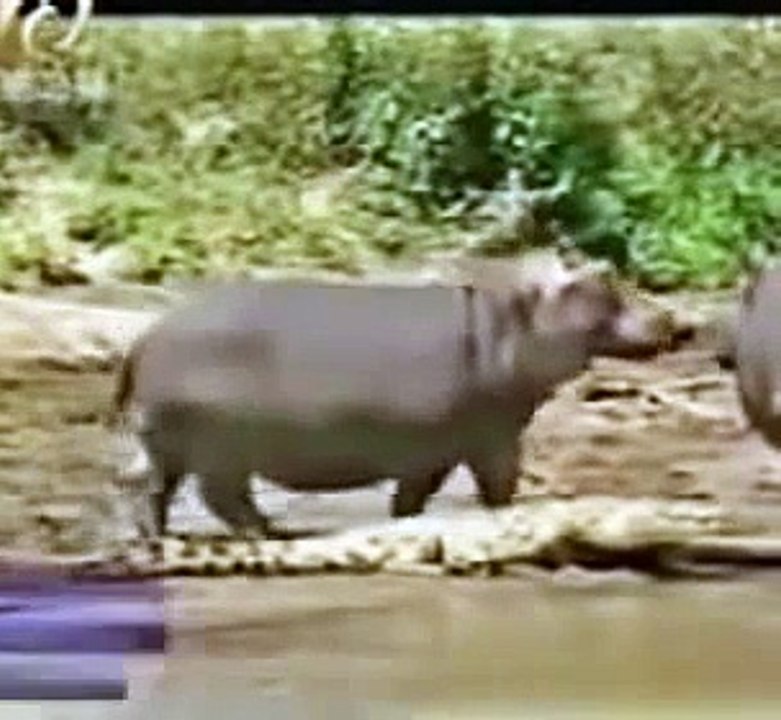 تمساح يهاجم فرس نهر فى النهر 2014