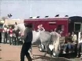 2006 Scottsdale Arabian Horse Show - The Arabian