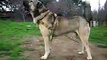 KANGAL Kurdish Shepherd Dog KANGAL 90 cm x 90 Kg Kurdistan