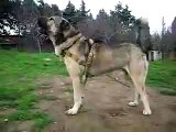 KANGAL Kurdish Shepherd Dog KANGAL 90 cm x 90 Kg Kurdistan