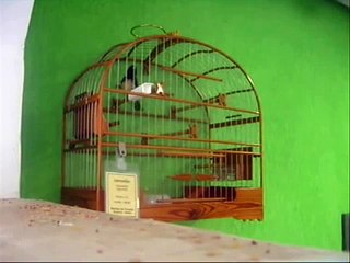 Jamelão Coleiro Baiano - Canto Tui Tui