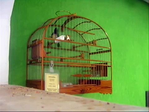 Jamelão Coleiro Baiano - Canto Tui Tui