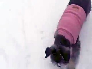 Miniature Schnauzer - Snow face