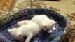 Turkish Angora kittens/Котята турецкой ангоры.avi