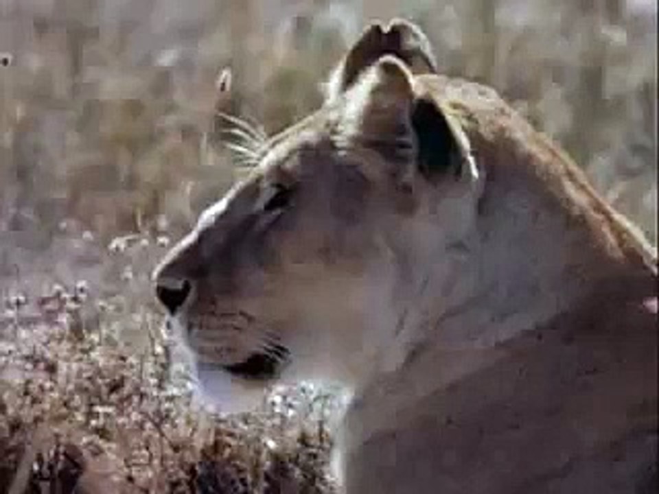 Single Bull Elephant vs Lion Pride. Elephant dominates and destroys Lion Pride. Fight 4