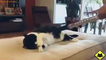 FUNNY VIDEOS  Funny Cats   Funny Cat Videos   Funny Animals   Fail Compilation   Cats Love Vacuums x