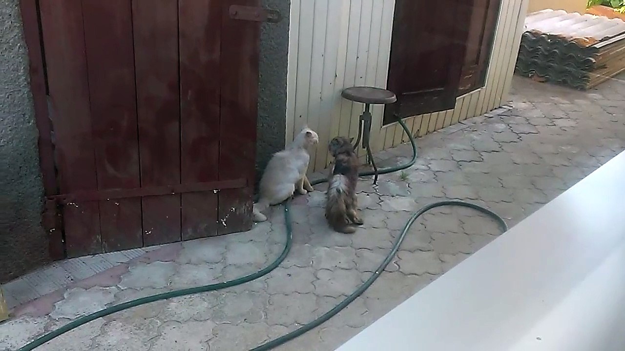 Истерика у кота! С 9 секунды просто нечто! Funny cat.