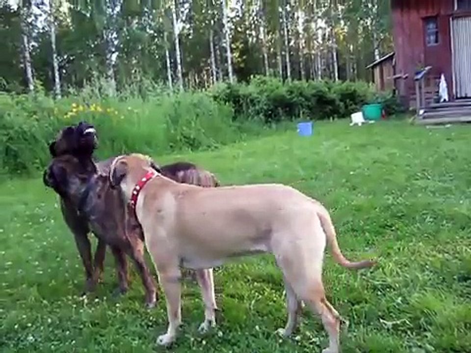 Brindle power!!!