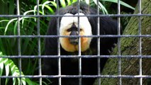 White Faced Saki monkey very cute at the Zoo.
