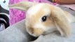 Roger Bunny - Very Cute Miniature Holland Lop Belier Rabbit
