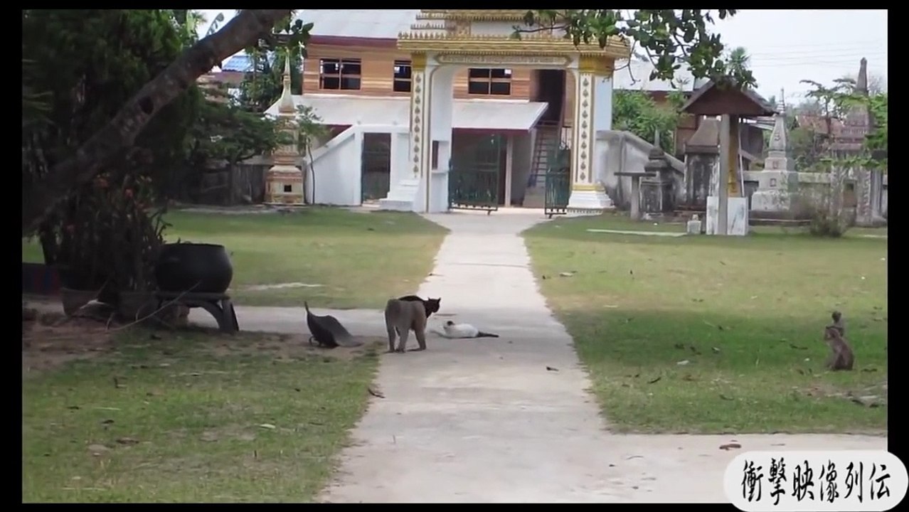 猿の軍団VSネコ２匹！緊迫した睨み合いが勃発、そして意外な結末へ【動画】