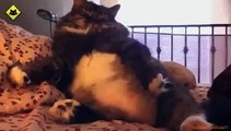 FUNNY VIDEOS  Funny Cats   Funny Cat Videos   Funny Animals   Funny Fails   Funny Cats Sleeping x264