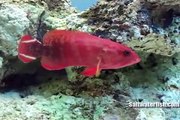 V Tail Grouper - Red : www.Saltwaterfish.com