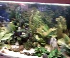 Mon aquarium de 240 litres