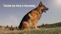 Pastor Alemão - German Shepherd (Royal Canin)