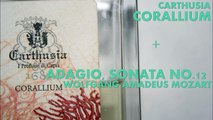 Adagio from Sonata No.12, Wolfgang Amadeus Mozart   Corallium, Carthusia