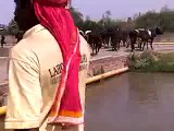 Buffalo Dairy Farm ,Lahore,Pakistan