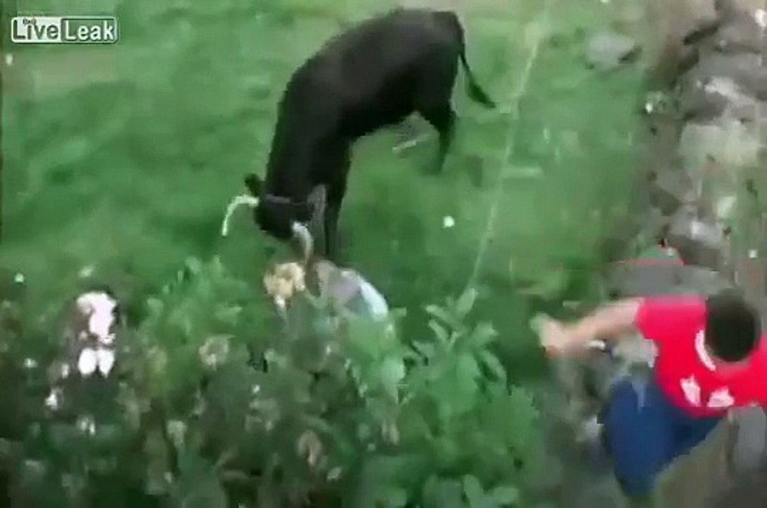 Marradas! Bull Win Compilation