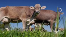 Vaches laitières Brune des Alpes en pâture sur prairie temporaire