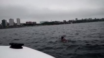Crazy Deer Goes for an Ocean Swim