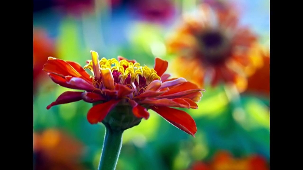Bloom - Ryan Farish