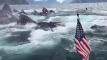 Alaska fishermen in the middle of massive Humpback whales Group!