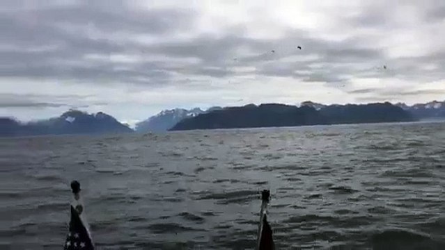 Des pêcheurs se retrouve au milieu de dizaines de baleines à bosse en Alaska