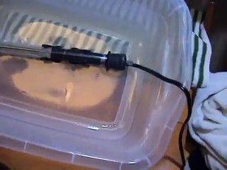 home made parrot egg incubator