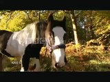 Love Me or Hate Me Horses -- RE: Equestrian Video Contes --