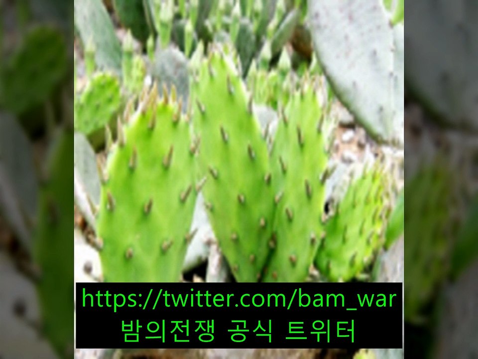 벌교립카페〔 밤워 〕강동립카페 스크류 ガ 〔좌천립카페 〕