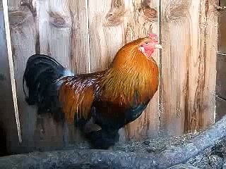 Akio Guy the Rooster Crowing