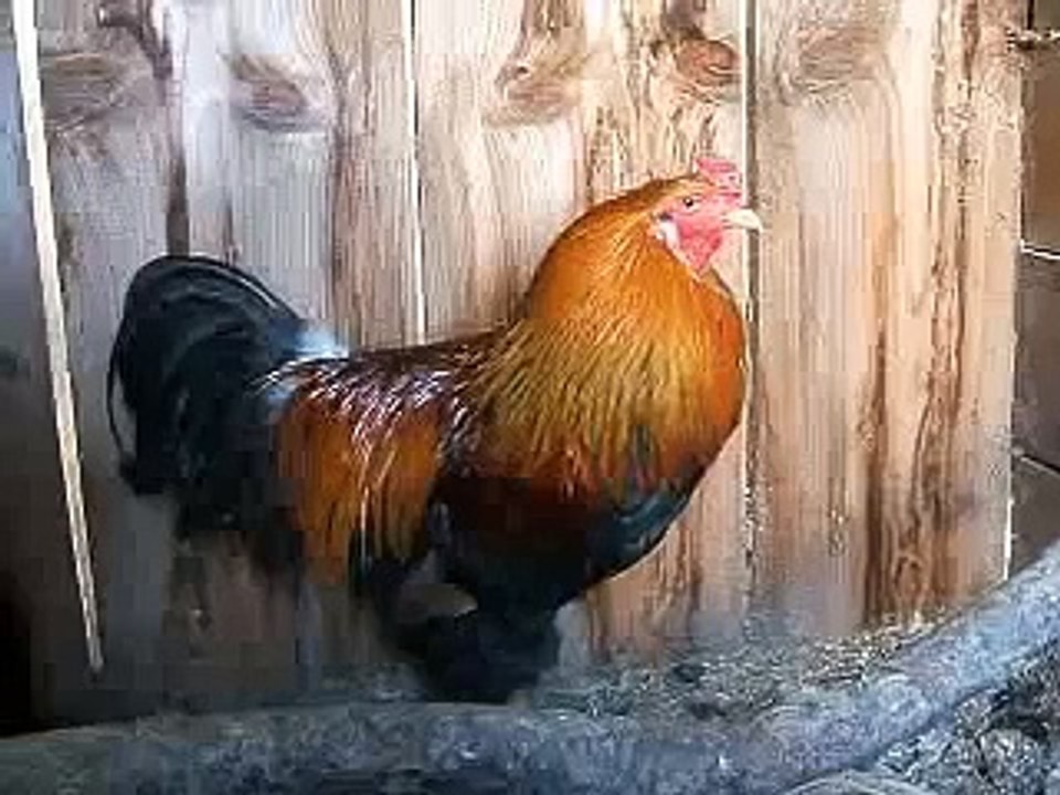 Akio Guy the Rooster Crowing