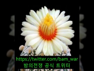 〔강서립카페 도쿄핫〕 を 괴정동립카페｟ 밤워 ｠ ひ 기흥립카페