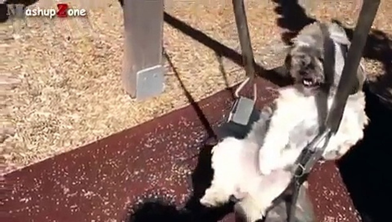 Funny Animals Behaving Like Humans Videos Compilation 2015 x264