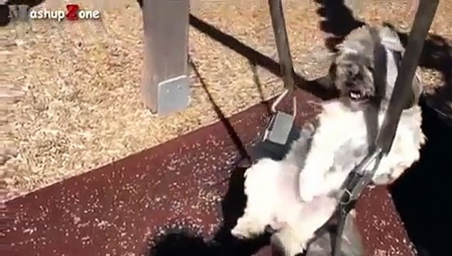 Funny Animals Behaving Like Humans Videos Compilation 2015 x264