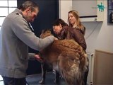 Operatie van een hond bij Dierenartsenpraktijk Vaassen