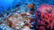 2014 Cayman Islands Deep Reef Expedition | California Academy of Sciences