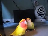 Lovebirds making Love