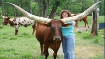 ¡La triste historia de lurch, el toro watusi con los cuernos más impresionantes del mundo!