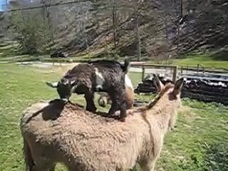 donkey riding goat