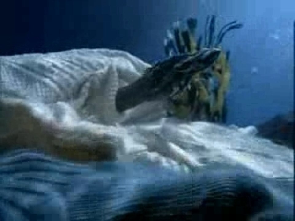 plongée , poissons , zen !