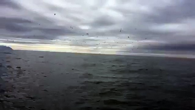 Deux pêcheurs rencontrent des baleines à bosse !