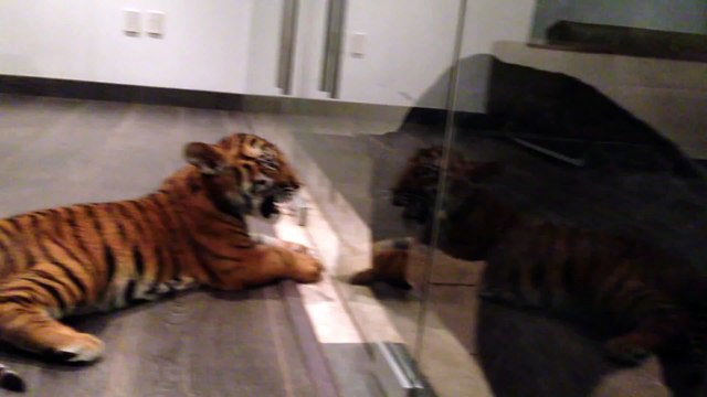 Ecoutez le cris de ce bébé tigre