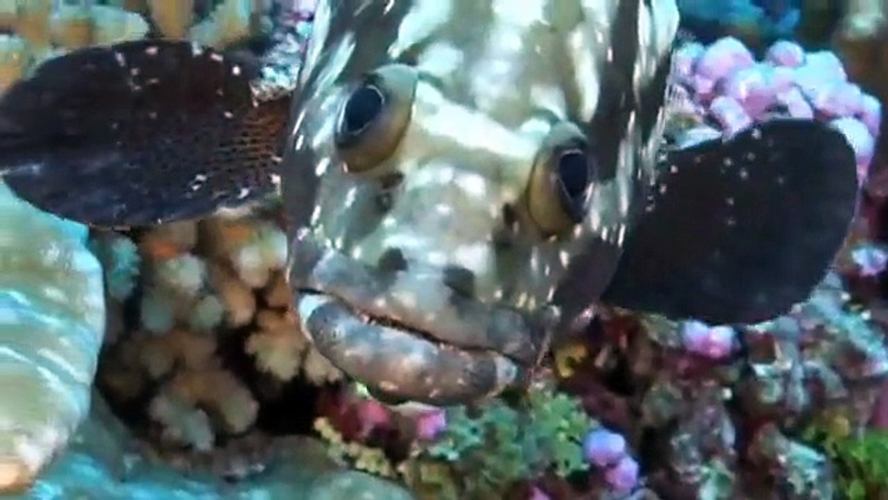 Tahiti Diving - Plongée à Tahiti et ses îles