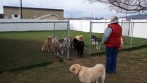 puppies dog School Attendance - Echo is sad because he's the last one to get called upon.