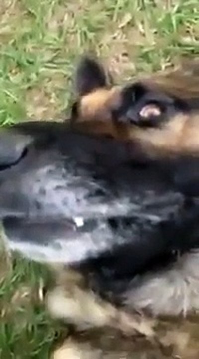 Mad dog :)