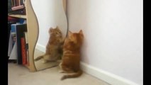 Funny Videos Best Cute Cats 2015   Funny Cats   Funny Animals   Try Not To Laugh
