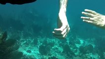 Shark encounter while snorkeling in Belize